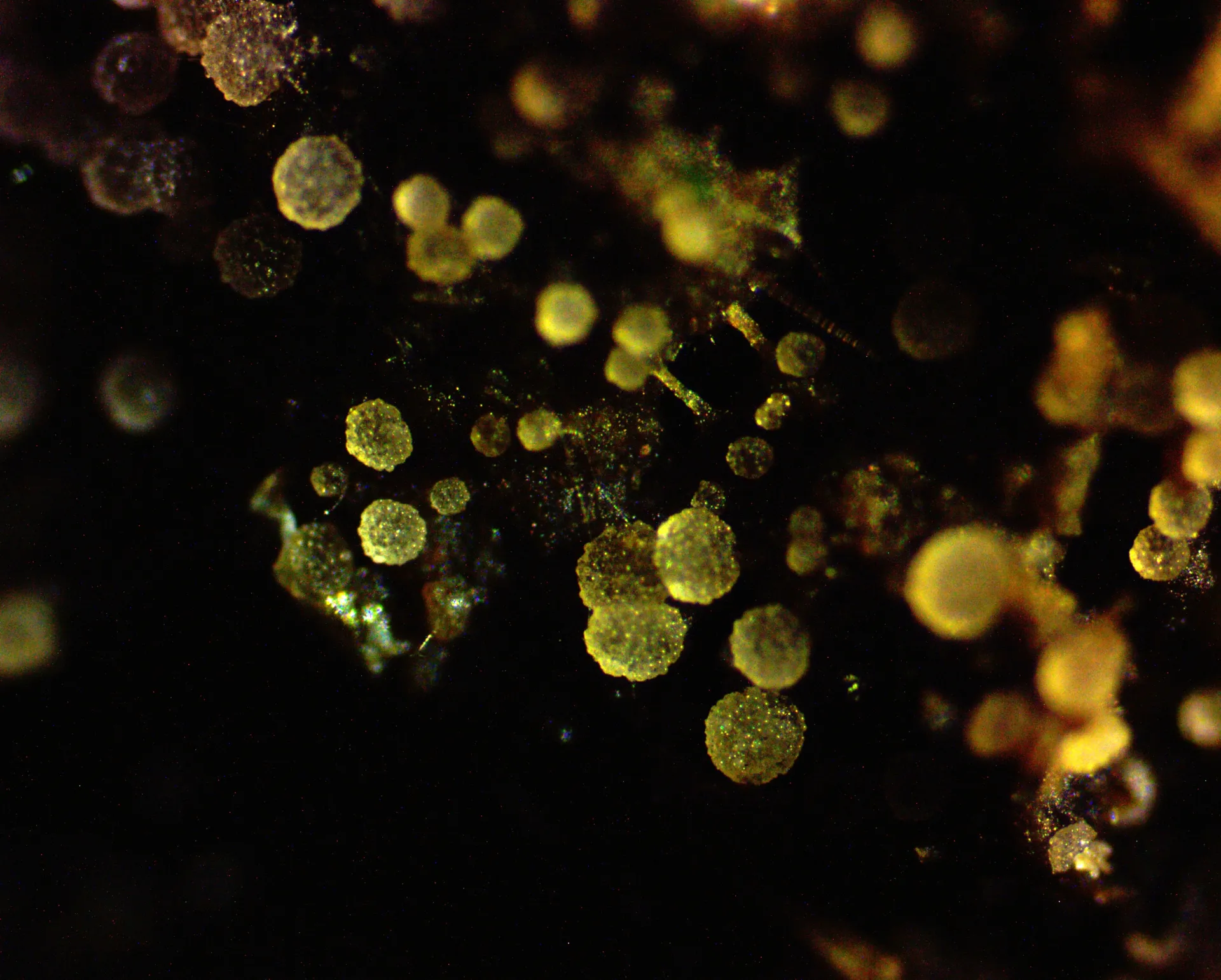 Coprotus granuliformis, 24-07-23 (2)